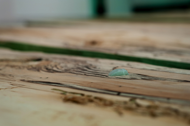 Symbioser – Sofia Eliasson