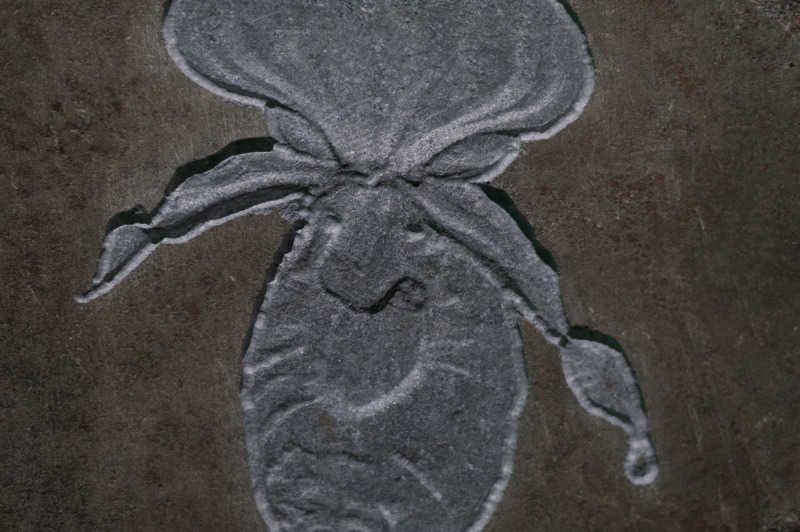 Symbioser – Sofia Eliasson